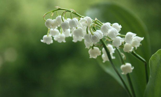 Brin de muguet