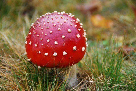 Champignon en pied Tête sphérique rouge à points blancs