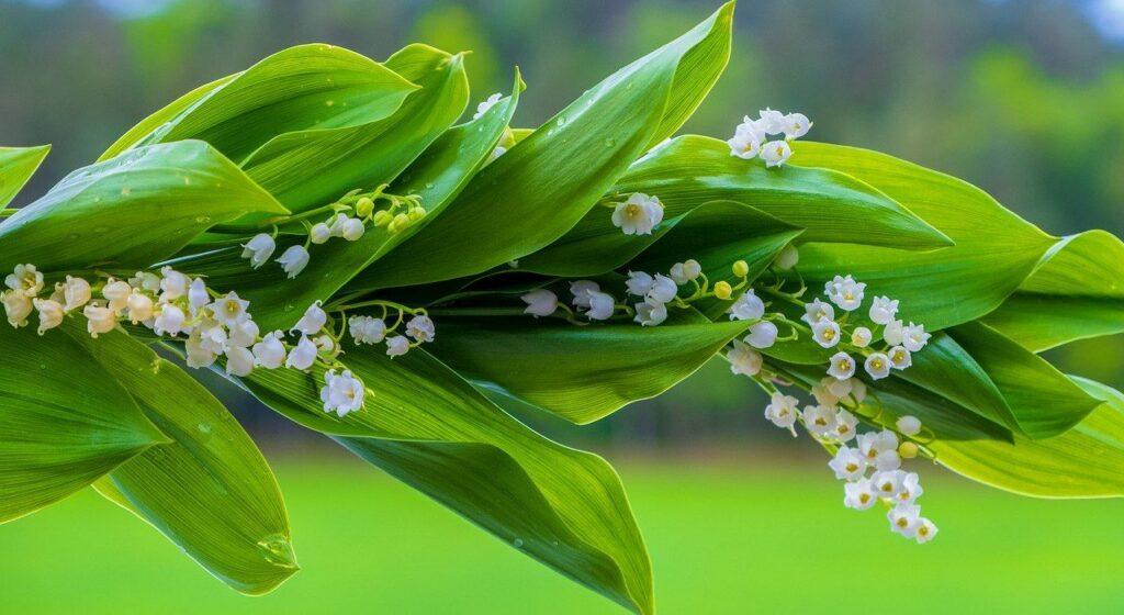 Muguet en branches